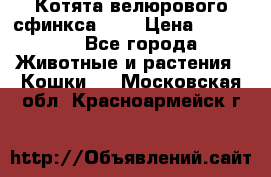 Котята велюрового сфинкса. .. › Цена ­ 15 000 - Все города Животные и растения » Кошки   . Московская обл.,Красноармейск г.